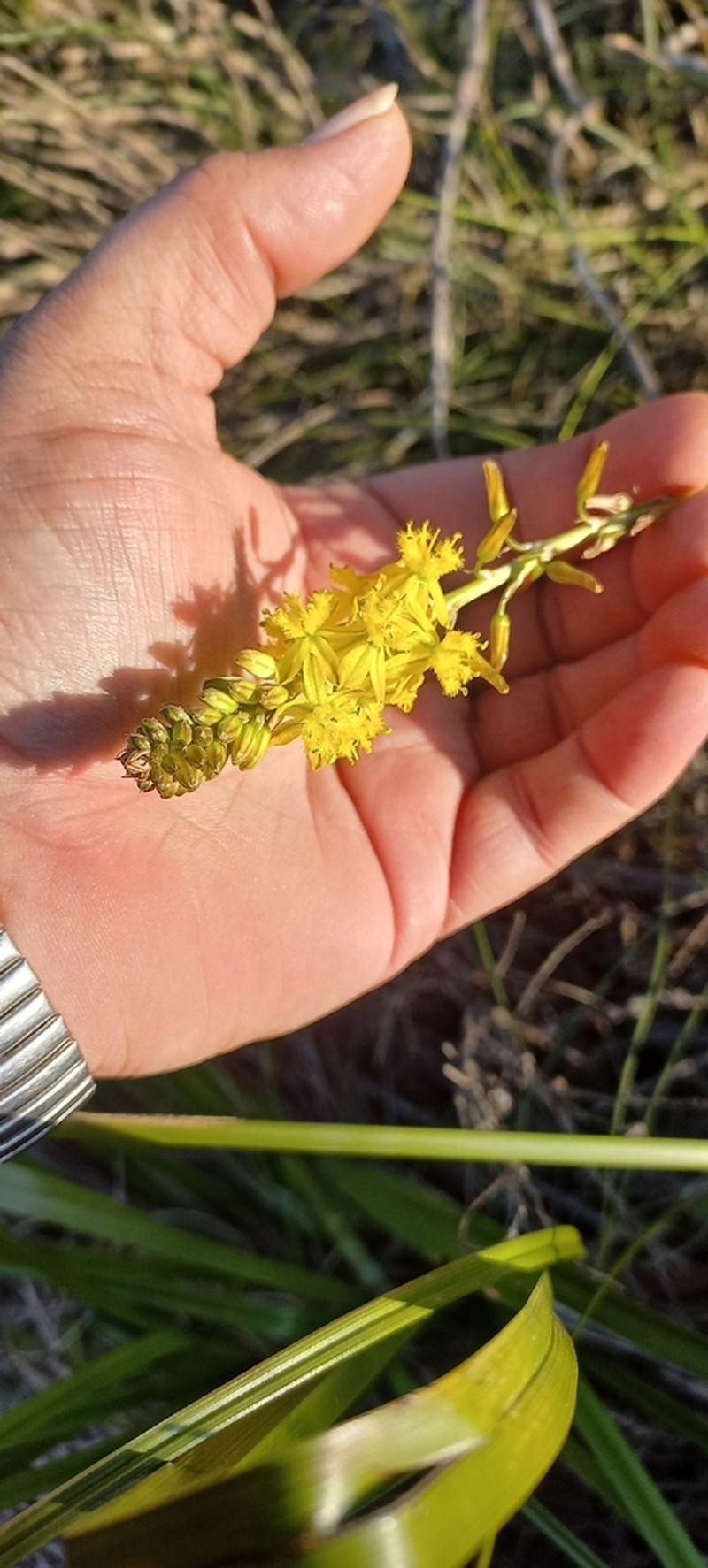 Bulbine gondwanae