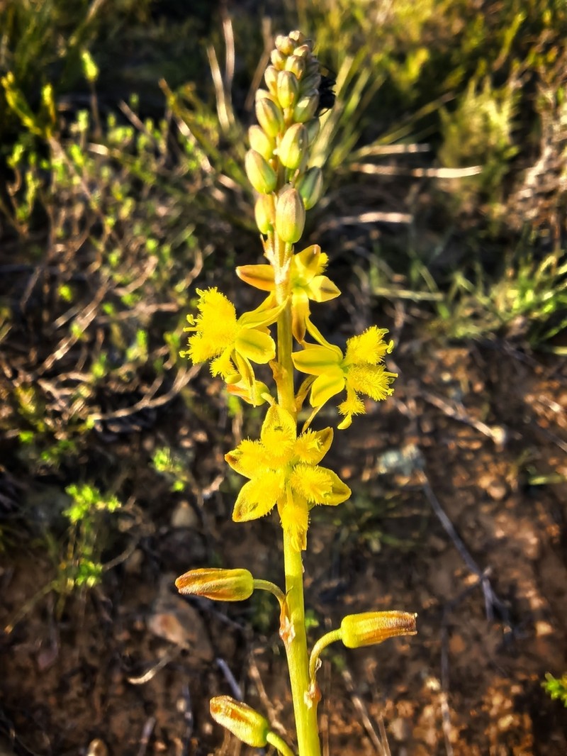 Bulbine gondwanae photo 2