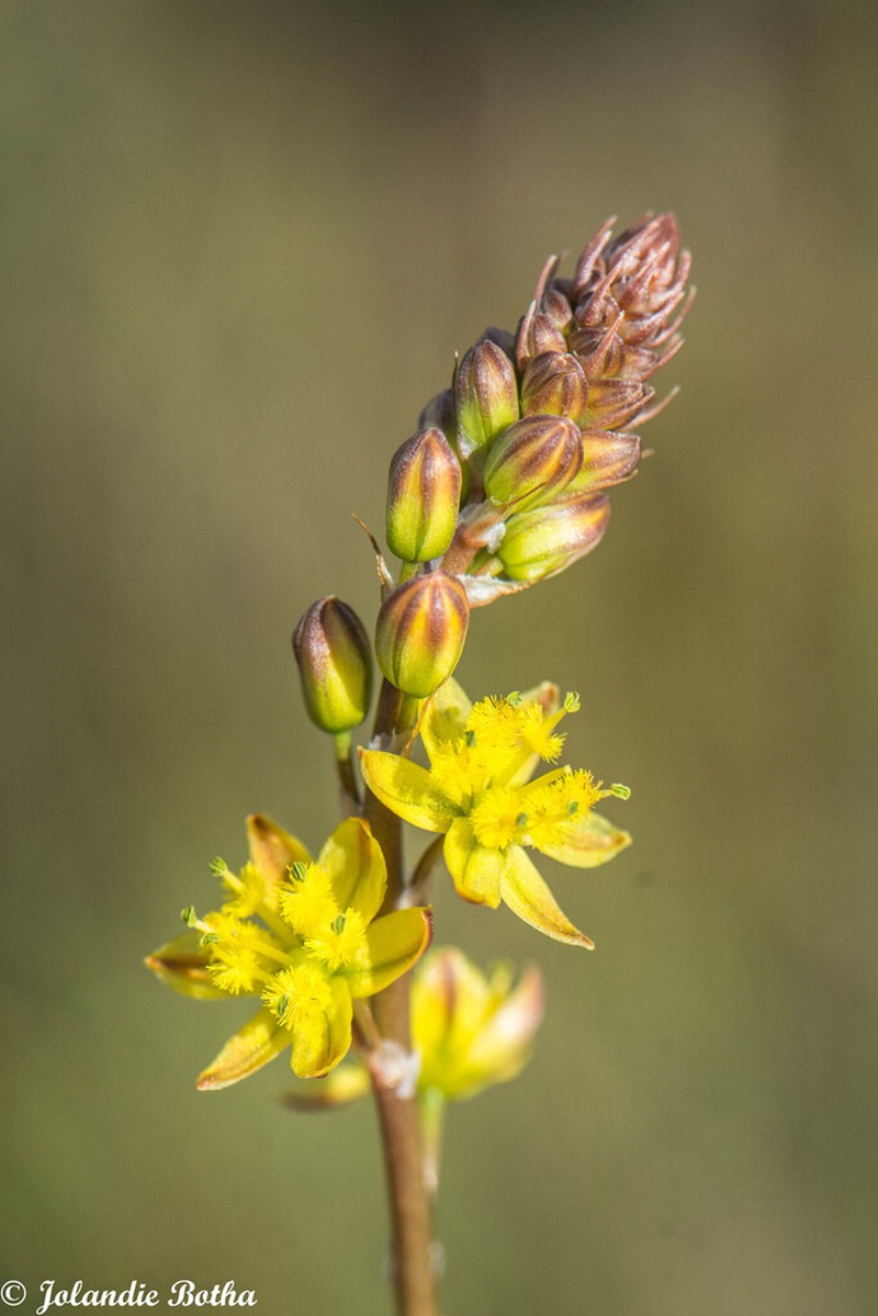 Bulbine gondwanae photo 3