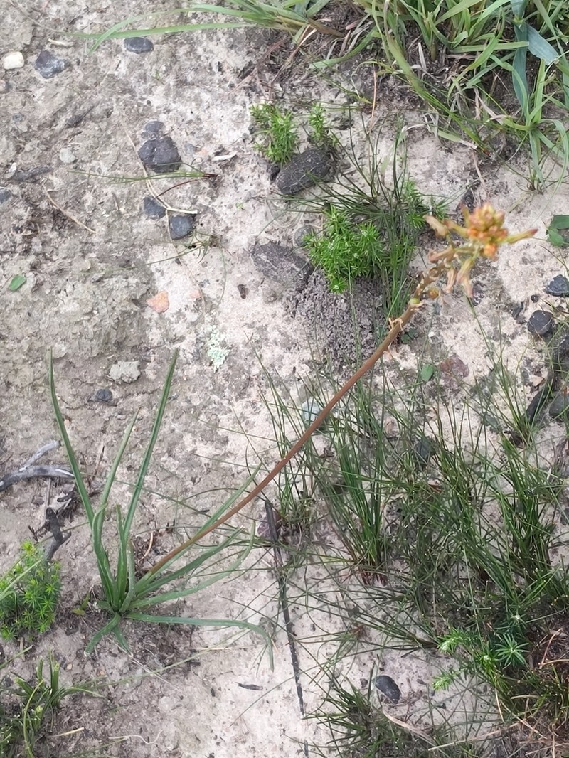 Bulbine gondwanae photo 4
