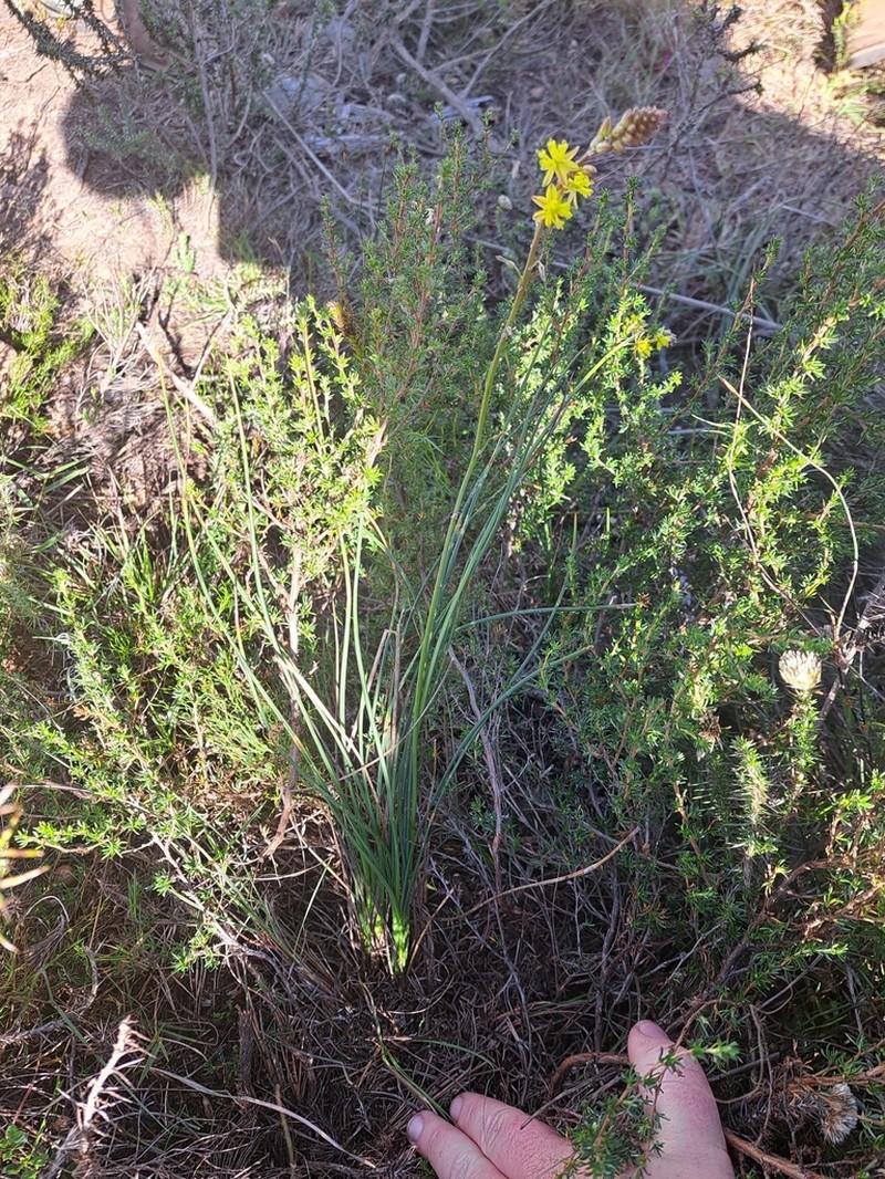 Bulbine gondwanae photo 5