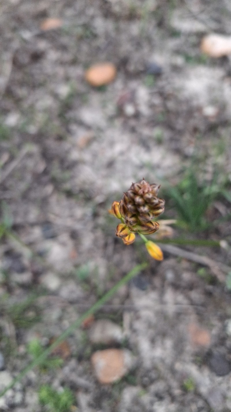 Bulbine gondwanae photo 6