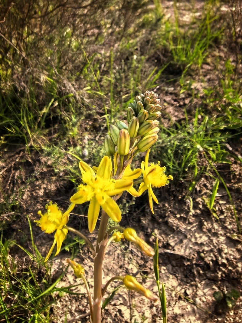 Bulbine gondwanae photo 7