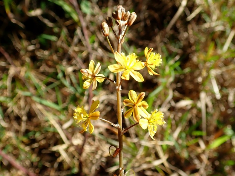 Bulbine thinophila