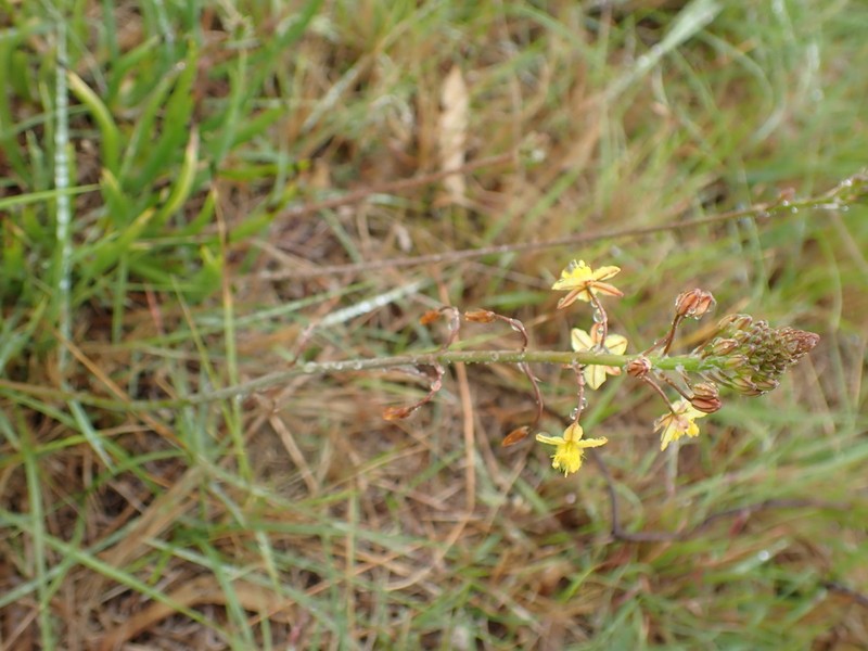 Bulbine thinophila photo 2