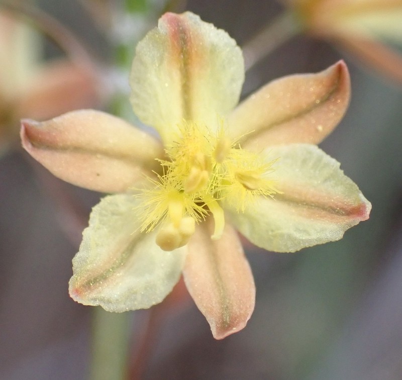 Bulbine thinophila photo 3