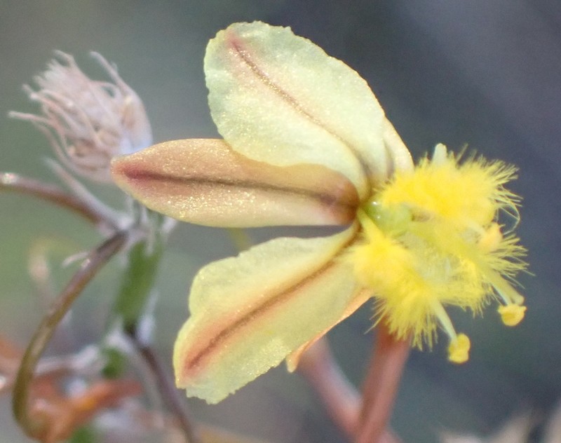 Bulbine thinophila photo 4