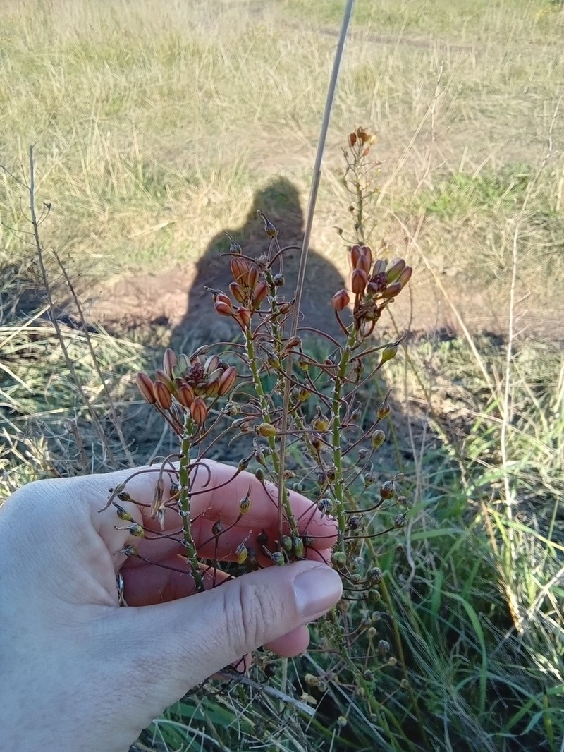 Bulbine thinophila photo 5