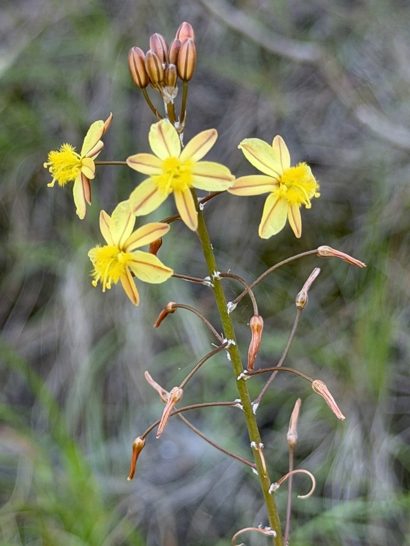 Bulbine thinophila photo 6