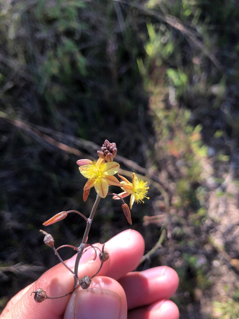 Bulbine thinophila photo 7