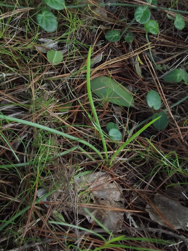 Bulbine thinophila photo 8