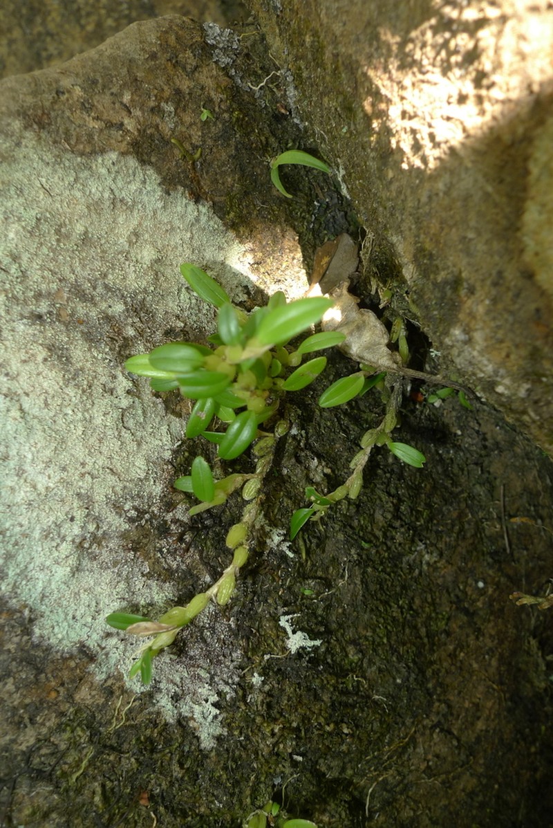 Bulbophyllum absconditum photo 3