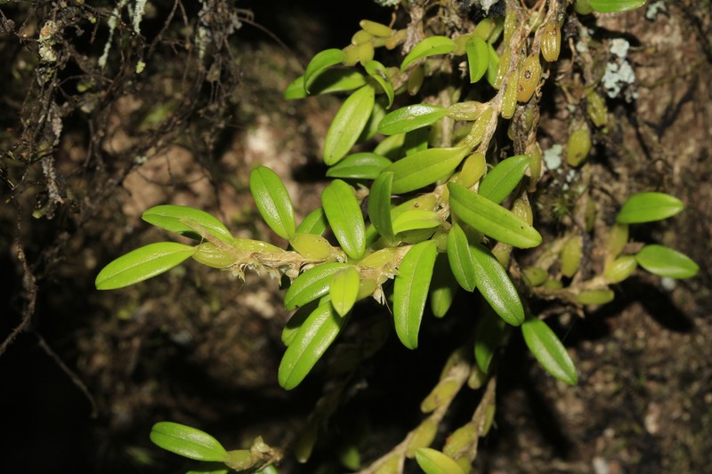 Bulbophyllum absconditum photo 4