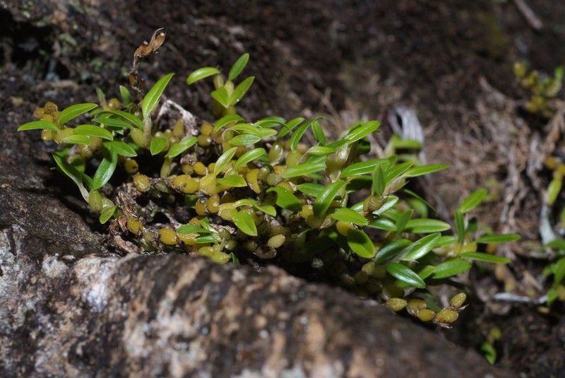 Bulbophyllum absconditum photo 5