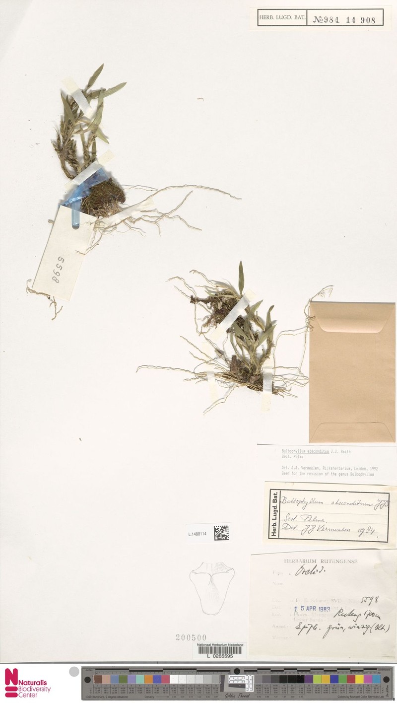 Bulbophyllum absconditum photo 6