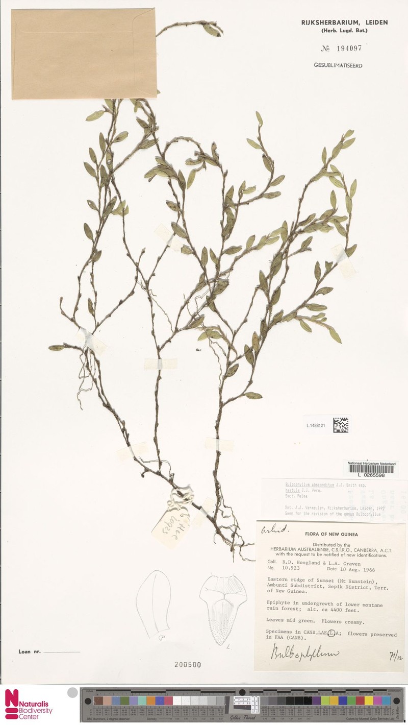 Bulbophyllum absconditum subsp. hastula