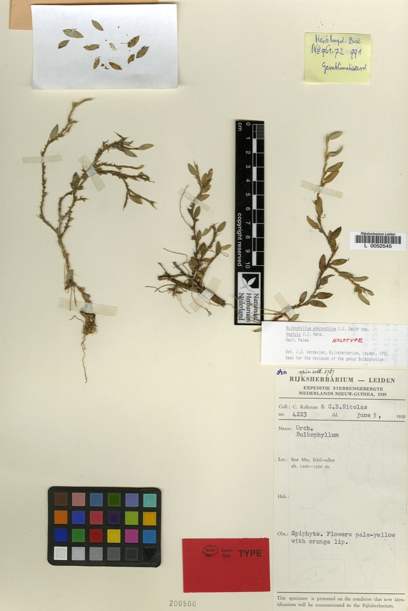 Bulbophyllum absconditum subsp. hastula photo 2