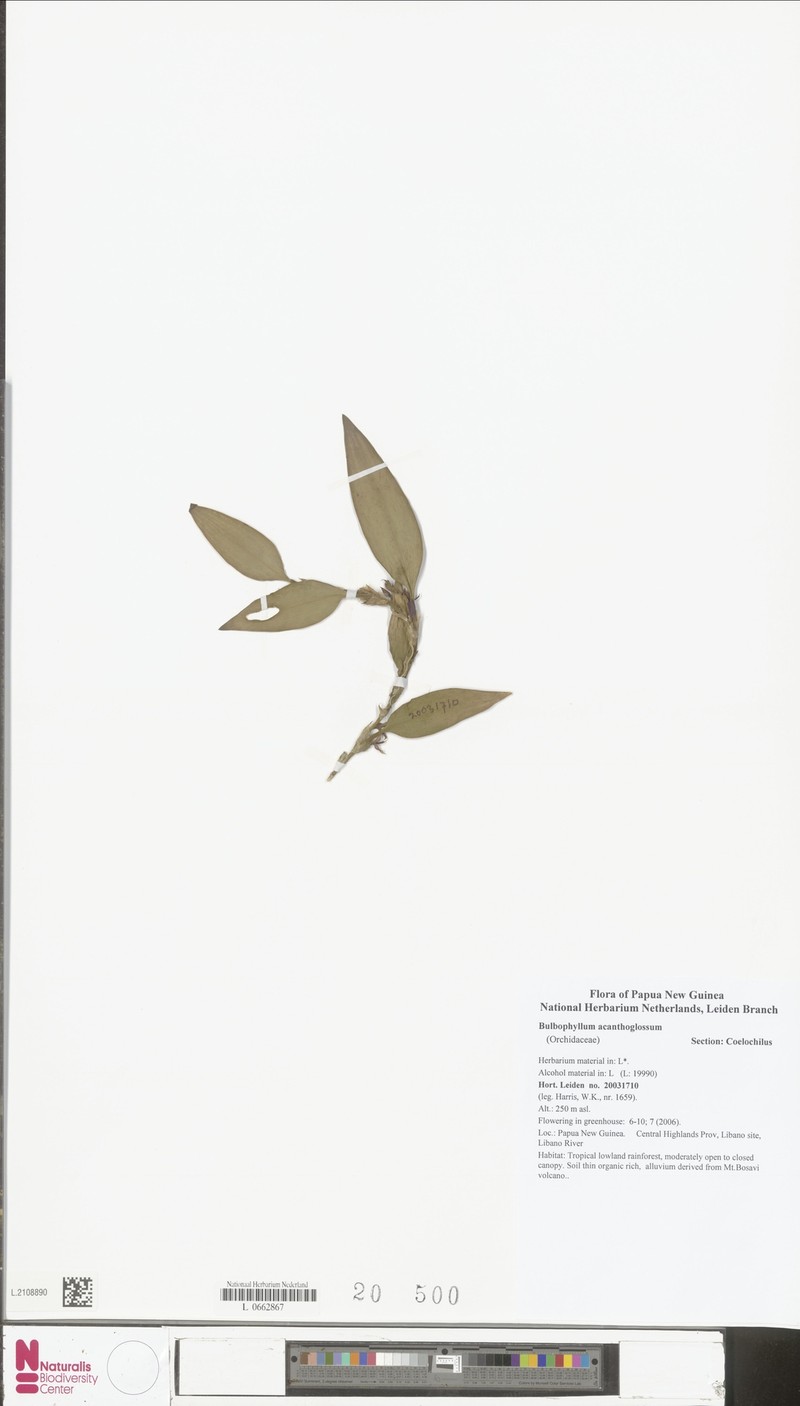 Bulbophyllum acanthoglossum