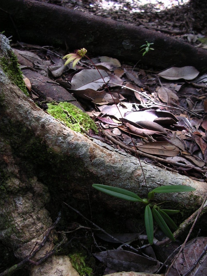 Bulbophyllum acuminatum photo 2