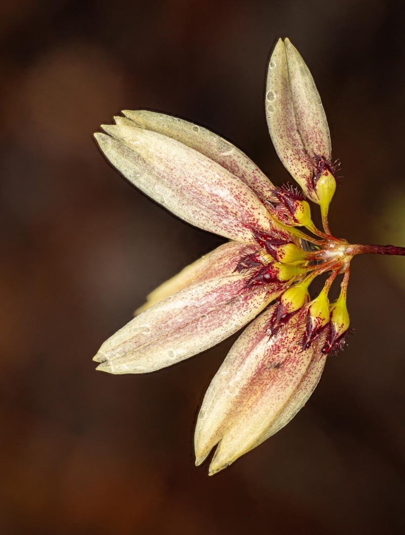 Bulbophyllum acuminatum photo 3