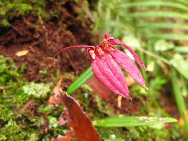 Bulbophyllum acuminatum photo 4