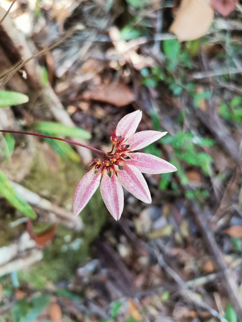 Bulbophyllum acuminatum photo 5