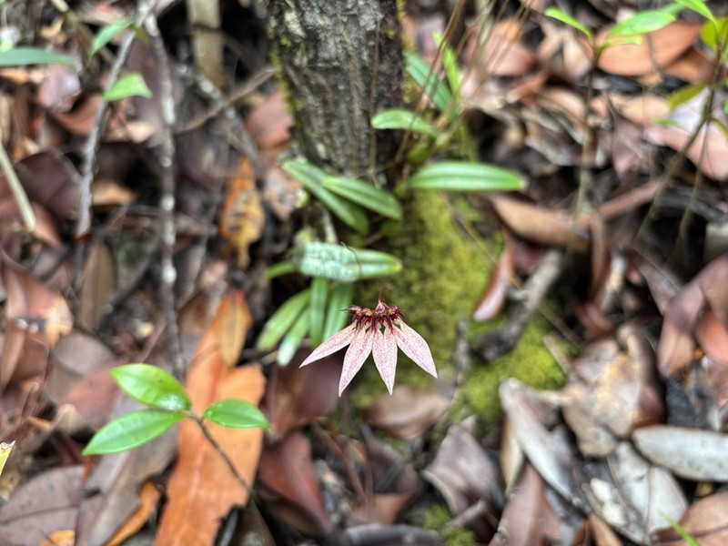 Bulbophyllum acuminatum photo 6