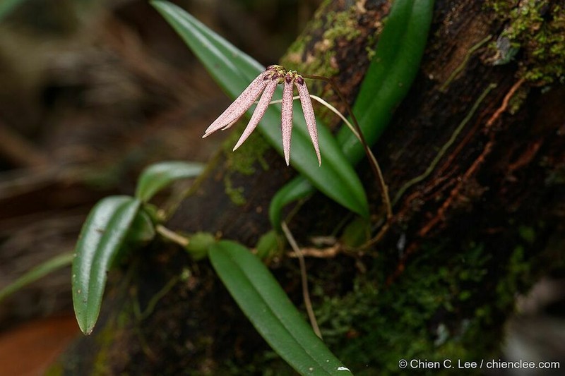 Bulbophyllum acuminatum photo 7