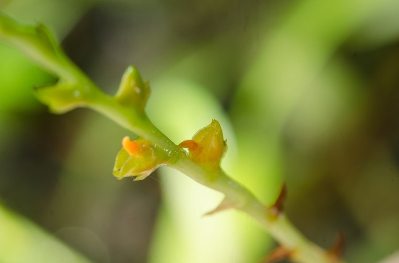 Bulbophyllum acutebracteatum