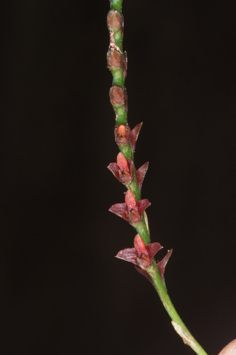 Bulbophyllum acutebracteatum photo 2