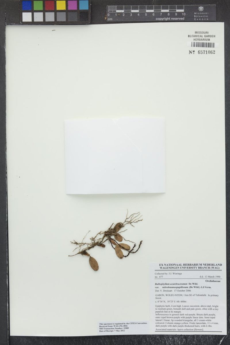 Bulbophyllum acutebracteatum var. rubrobrunneopapillosum