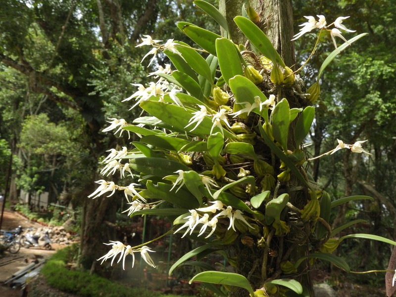 Bulbophyllum acutiflorum