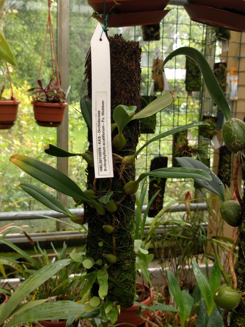 Bulbophyllum acutiflorum photo 2