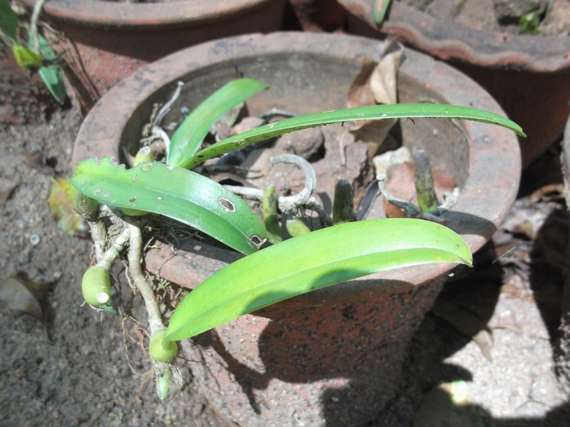 Bulbophyllum acutiflorum photo 3