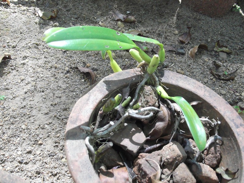 Bulbophyllum acutiflorum photo 4