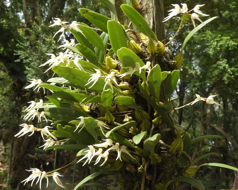 Bulbophyllum acutiflorum photo 5