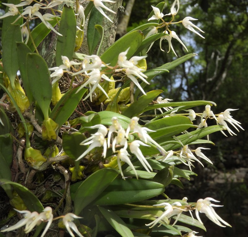 Bulbophyllum acutiflorum photo 6