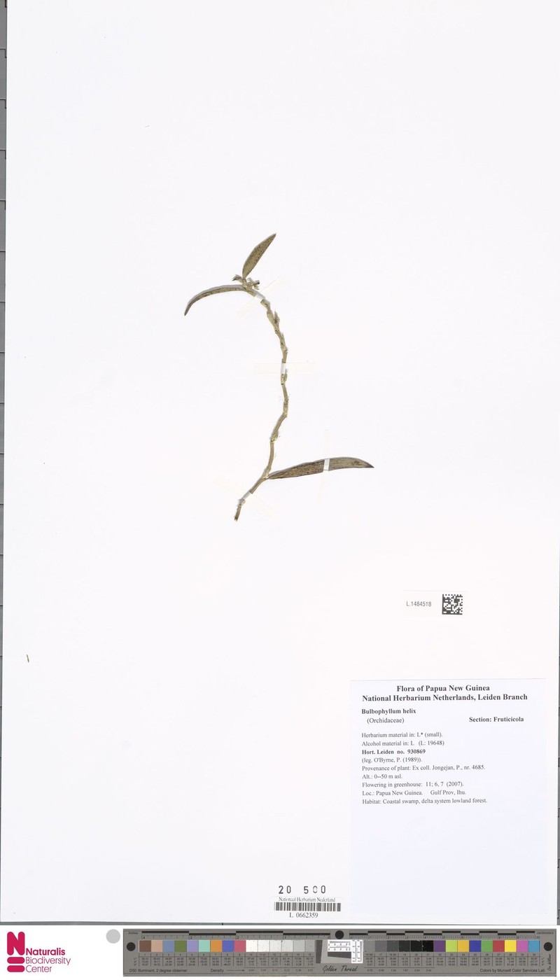 Bulbophyllum acutilingue