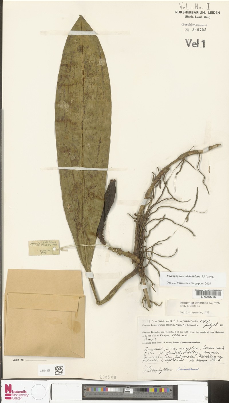 Bulbophyllum adelphidium