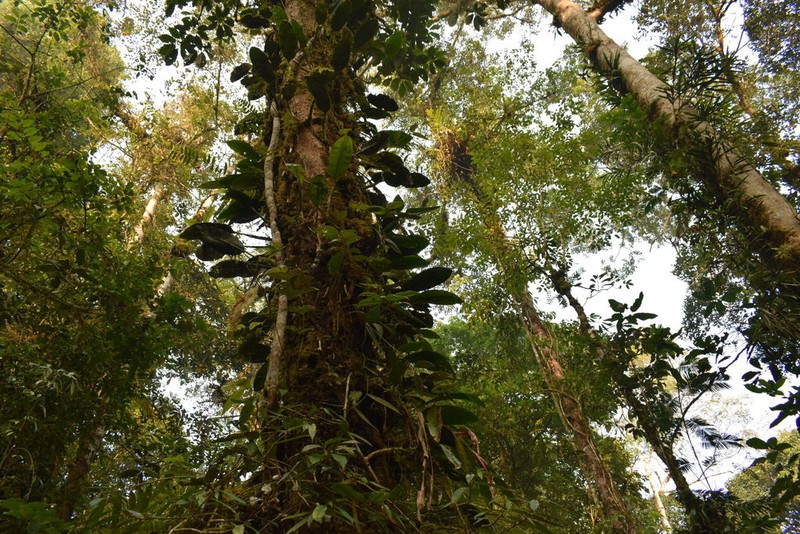 Bulbophyllum adelphidium photo 2