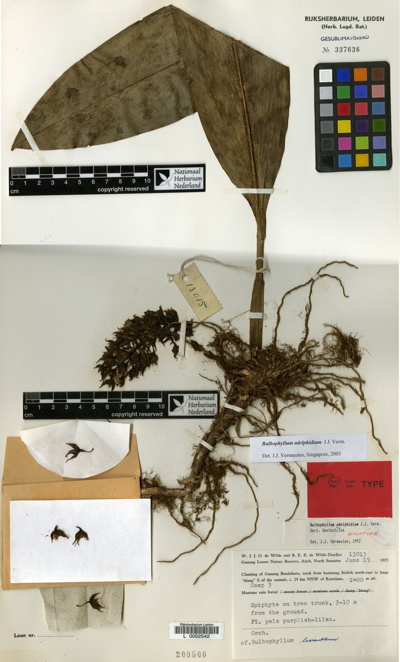 Bulbophyllum adelphidium photo 3