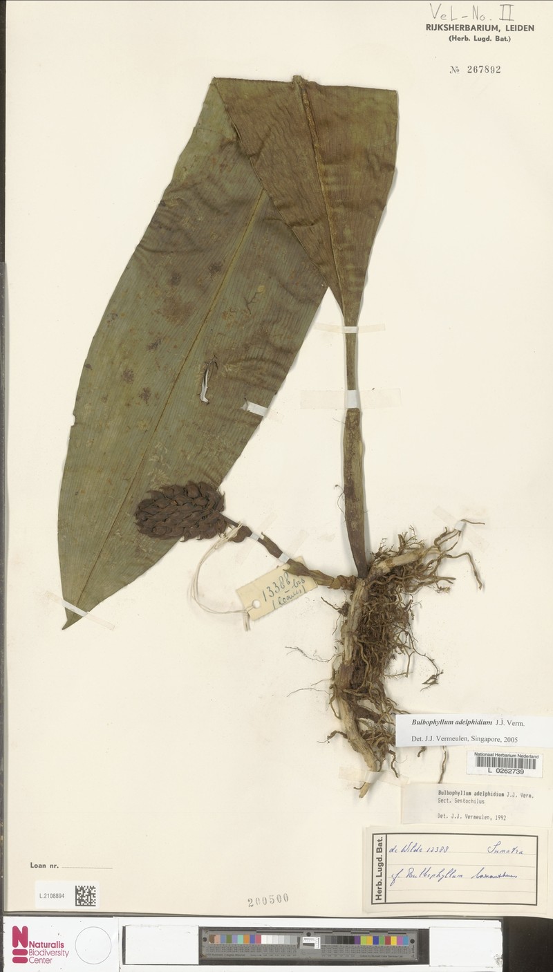 Bulbophyllum adelphidium photo 4