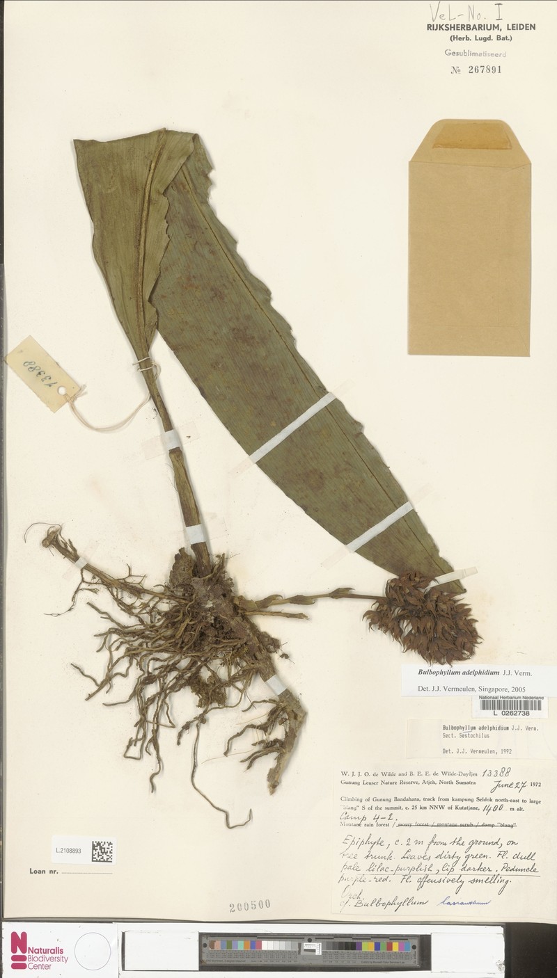 Bulbophyllum adelphidium photo 5