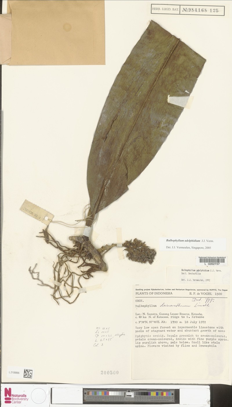 Bulbophyllum adelphidium photo 6