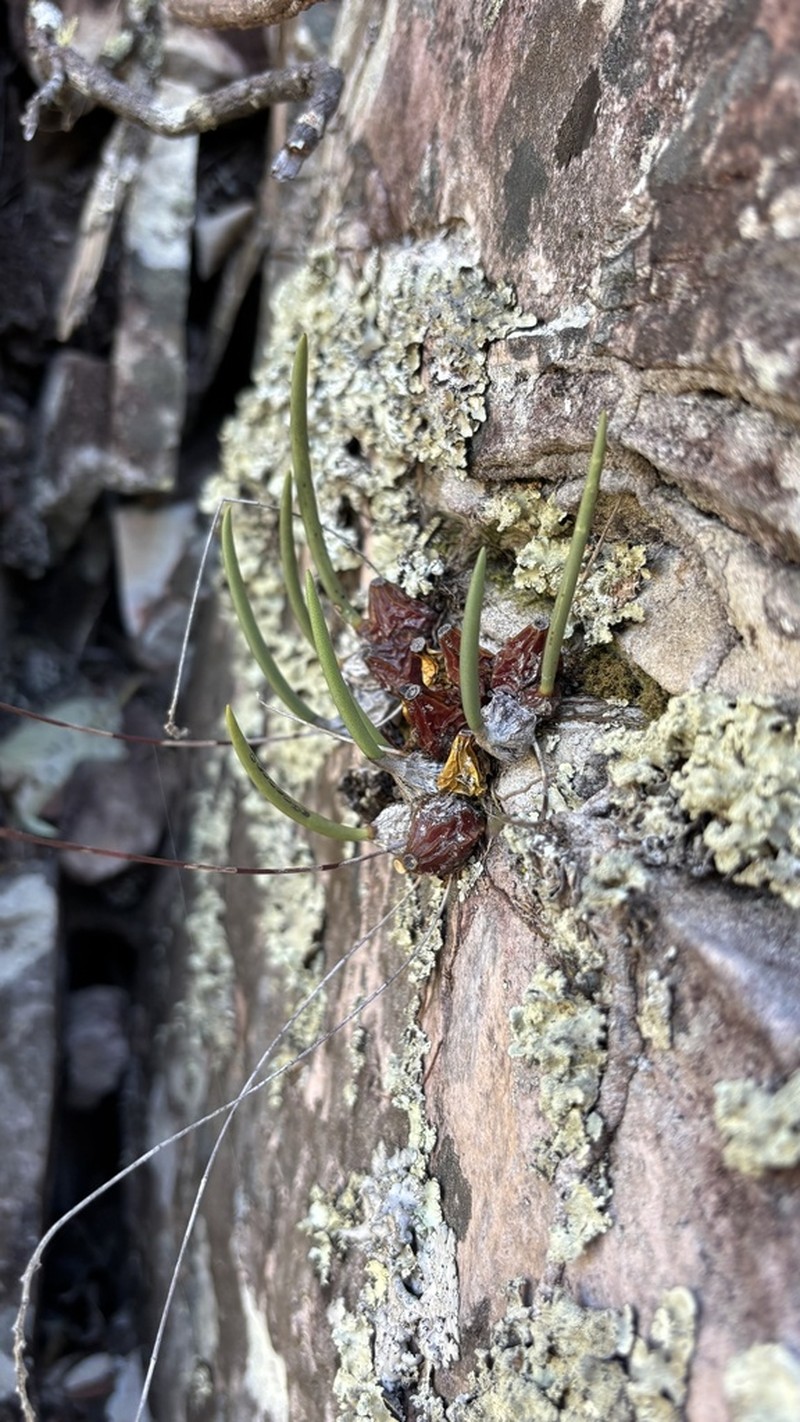 Bulbophyllum adiamantinum