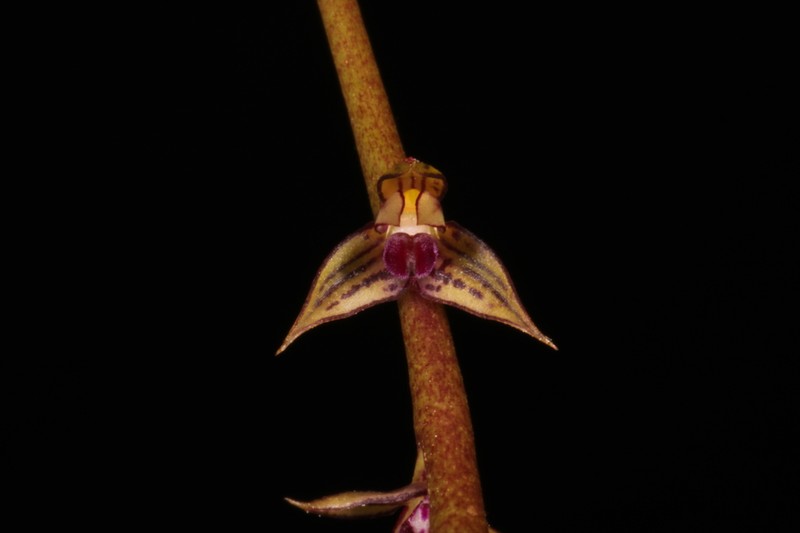 Bulbophyllum adiamantinum photo 2