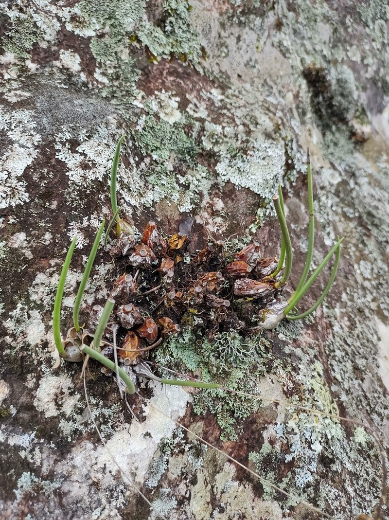 Bulbophyllum adiamantinum photo 3