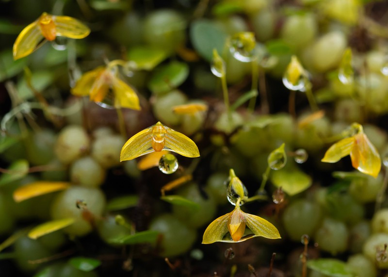 Bulbophyllum adjungens photo 2