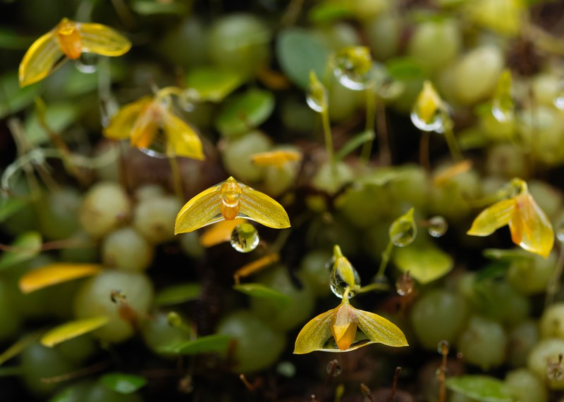 Bulbophyllum adjungens photo 3