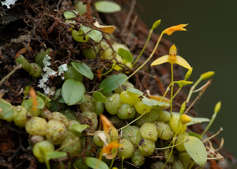 Bulbophyllum adjungens photo 4